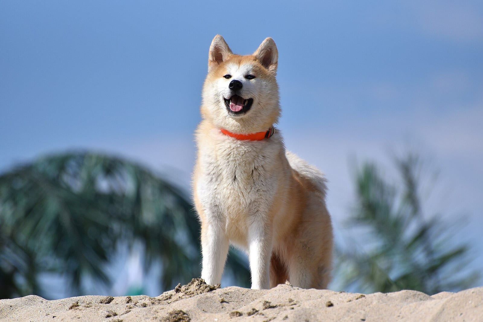 青空を背に砂の上に立ち、口を開けてこちらを見る赤毛の秋田犬
