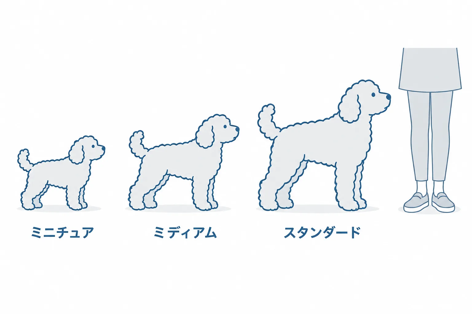 ミニチュア・ミディアム・スタンダードの体の大きさの違いを、人の脚との比較で（数字は本文の表に任せる）