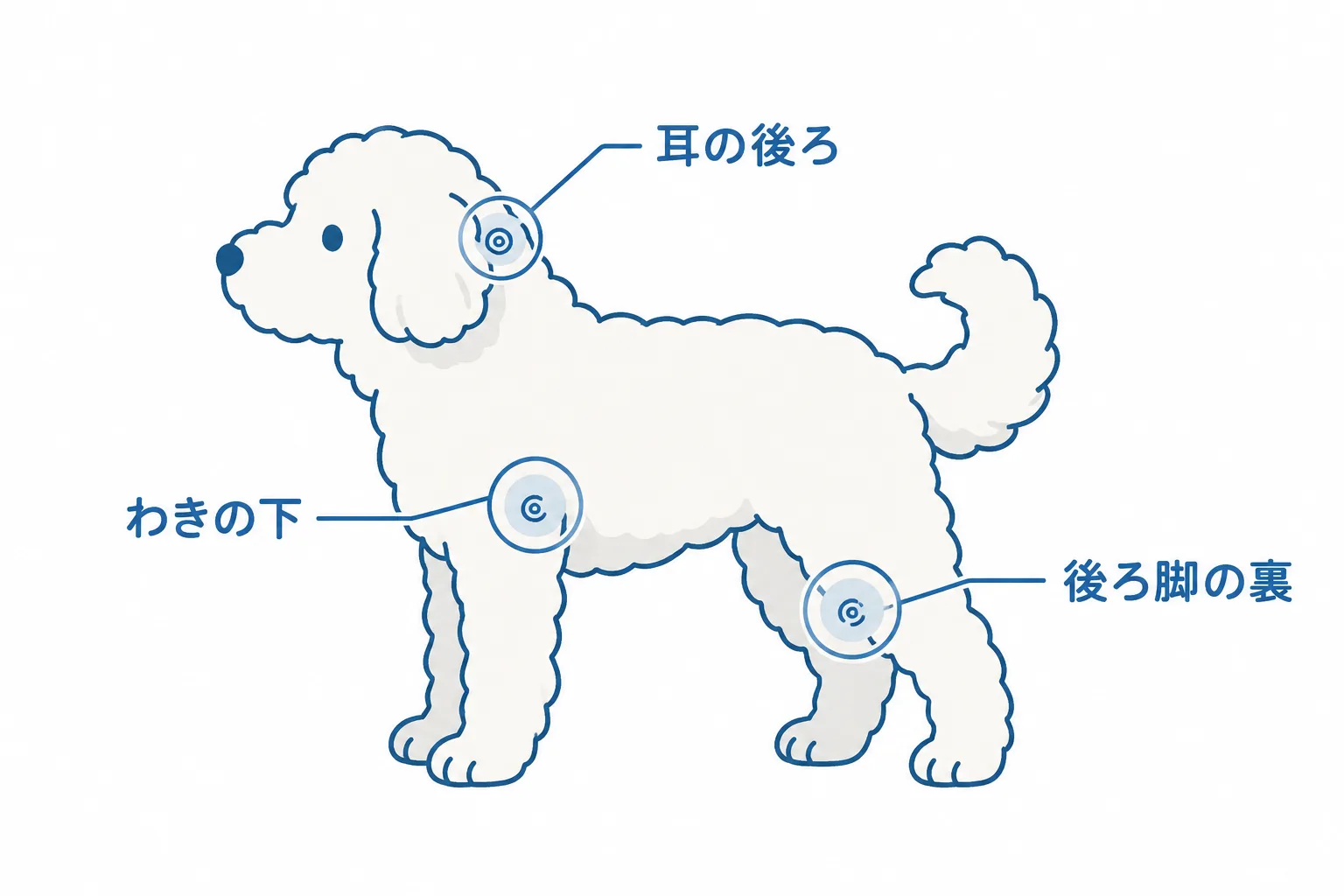 毛玉ができやすい3か所（耳の後ろ・わきの下・後ろ脚の裏）を体の図で示す