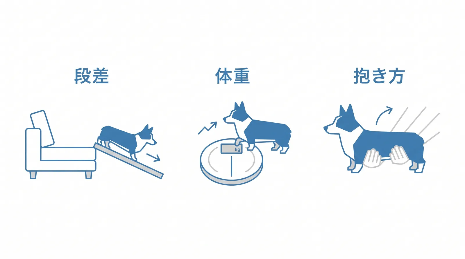胴が長く足が短い体が暮らしのどこに効くか。段差：飛び降りさせず階段かスロープ。体重：計って上から見て腰のくびれ。抱き方：胸とお尻を両手で支える。急ぐサイン：背中を丸めて動かない、抱くと鳴く、後ろ足がふらつく