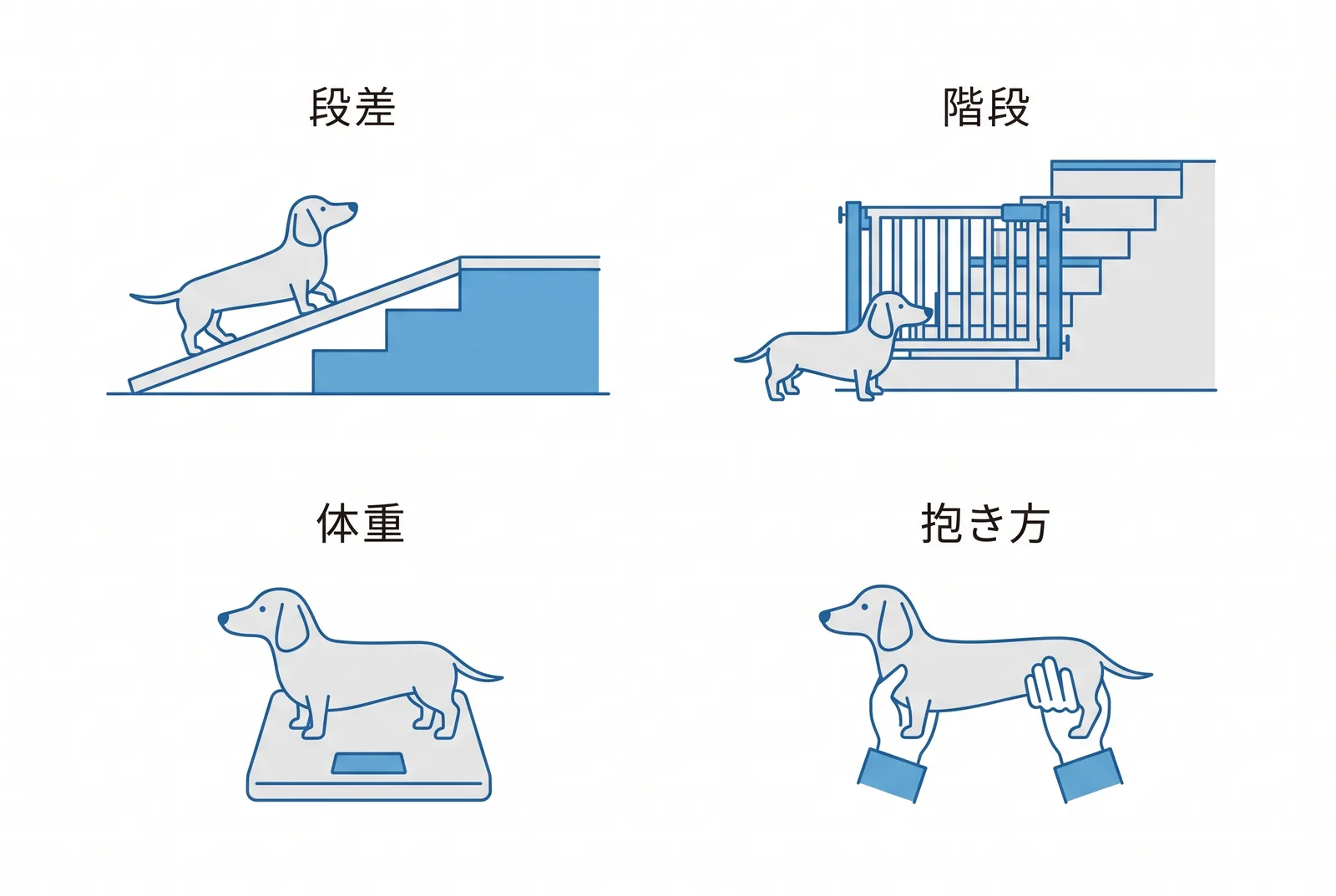 ダックスフンドの背中を守る4つの場面。段差：飛び降りさせず、スロープ。階段：自由に上下させず、抱いて運ぶ。体重：目分量をやめ、計る。抱き方：脇の下だけでなく胸とお尻を両手で。急ぐサイン：背中を丸めて動かない、抱くと鳴く、後ろ足がふらつく、段差を急に嫌がる