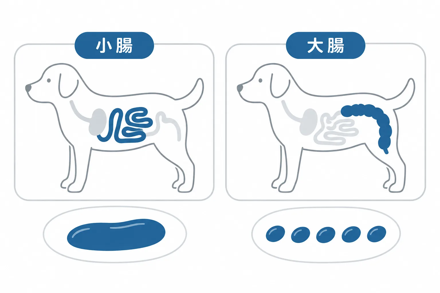 下痢は2つに分かれる。小腸:量が増え、回数はあまり変わらない、黒い血。大腸:回数が増え、量は減り、粘液と鮮やかな赤い血