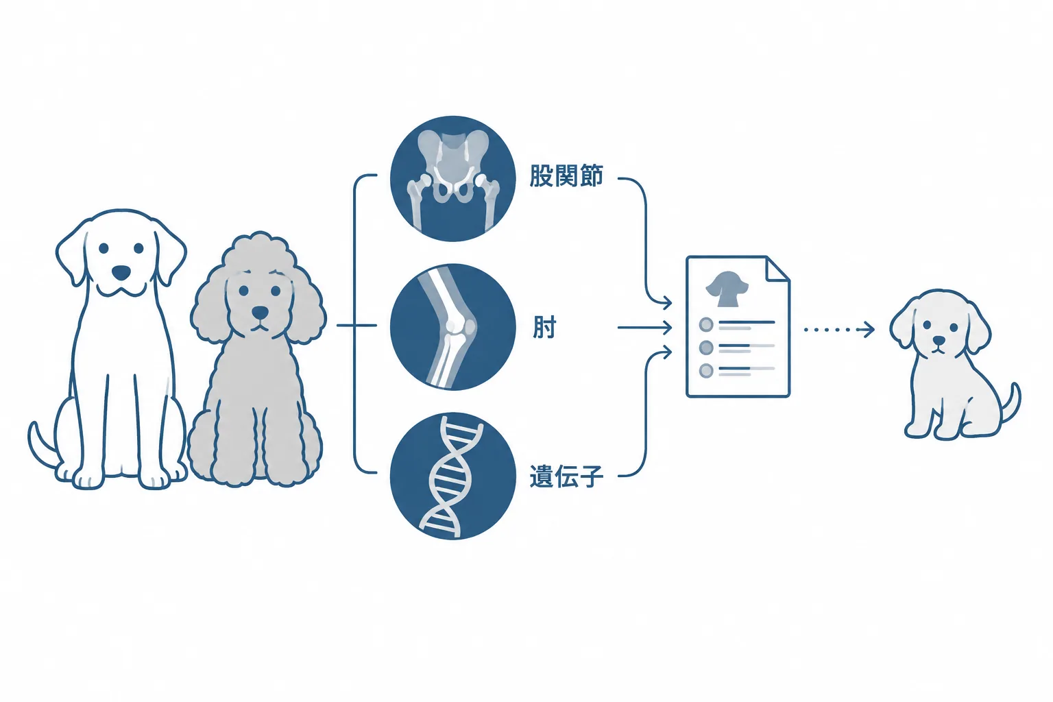 見せてもらうのは子犬ではなく「親犬」の検査結果（股関節・肘・遺伝子）