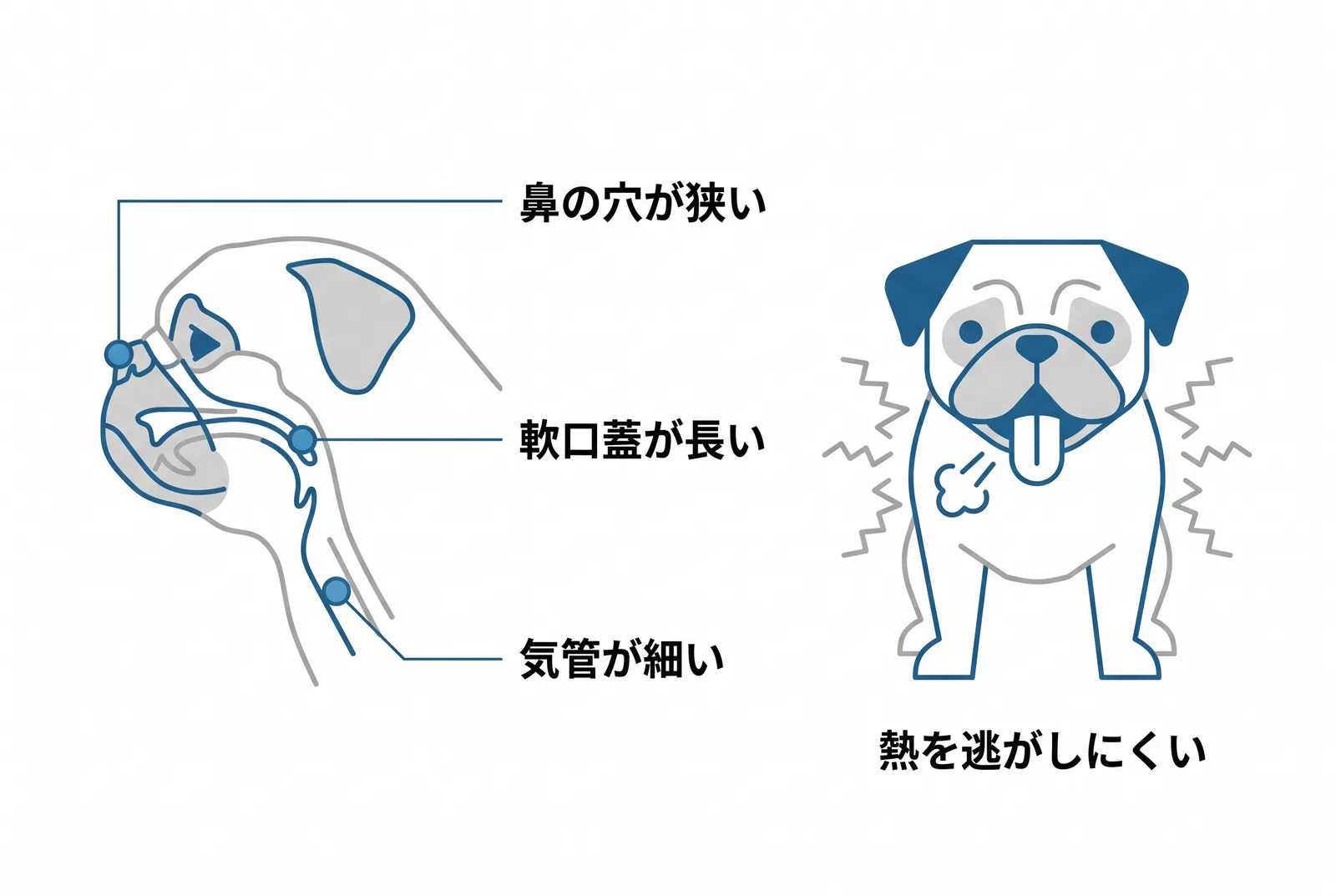 短頭種の気道。鼻の穴が狭く、軟口蓋が長く、気管が細い。呼吸で体温を下げる仕組みが効きにくく、熱を逃がしにくい