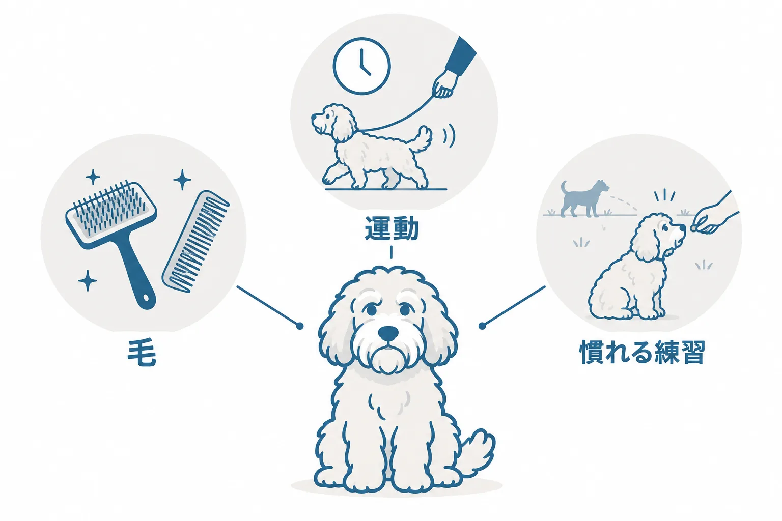 この犬で大変なのは性格ではなく「毛」「運動」「慣れる練習」の3つ