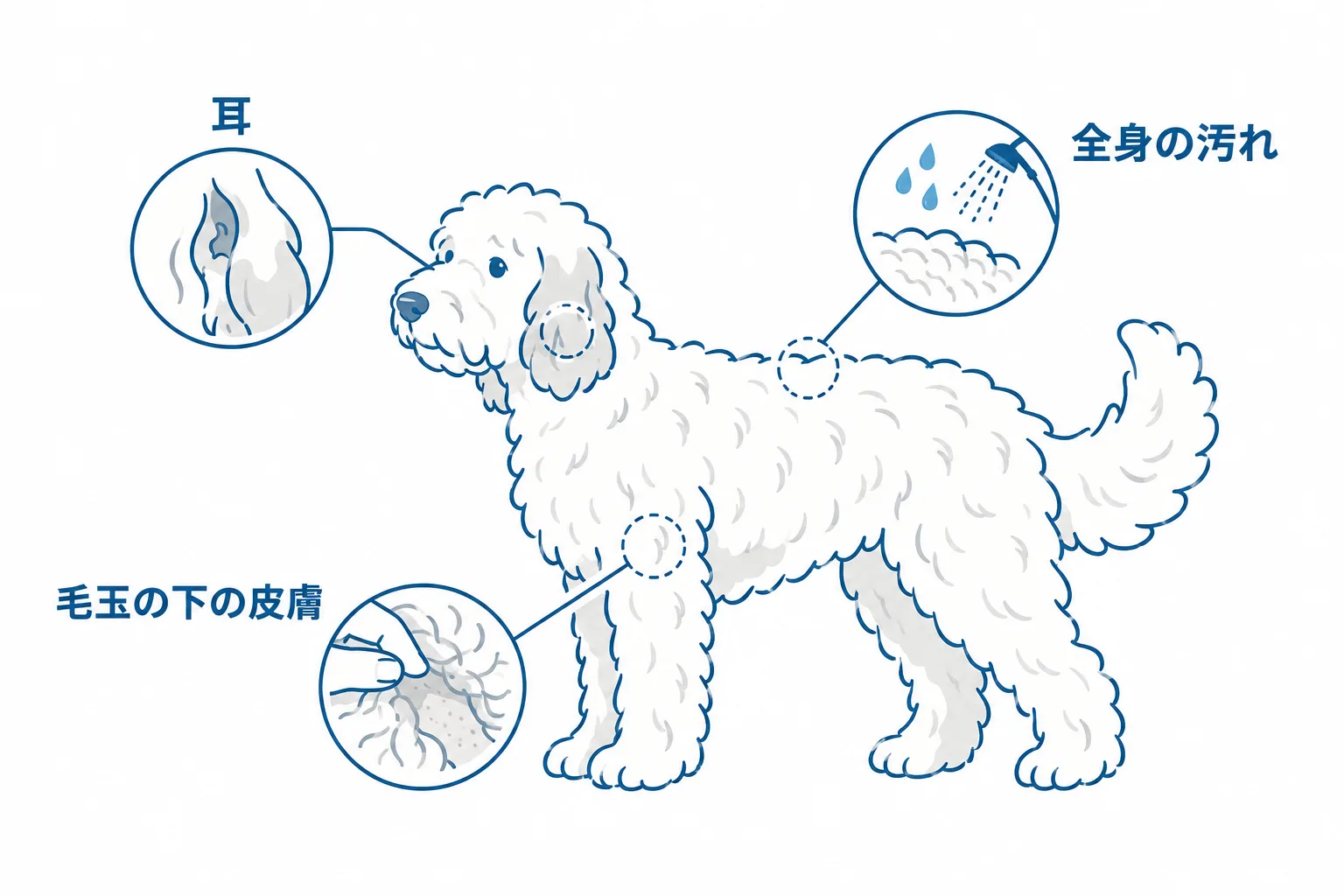 においが気になるときに確かめる3か所（耳・毛玉の下の皮膚・全身の汚れ）を体の図で