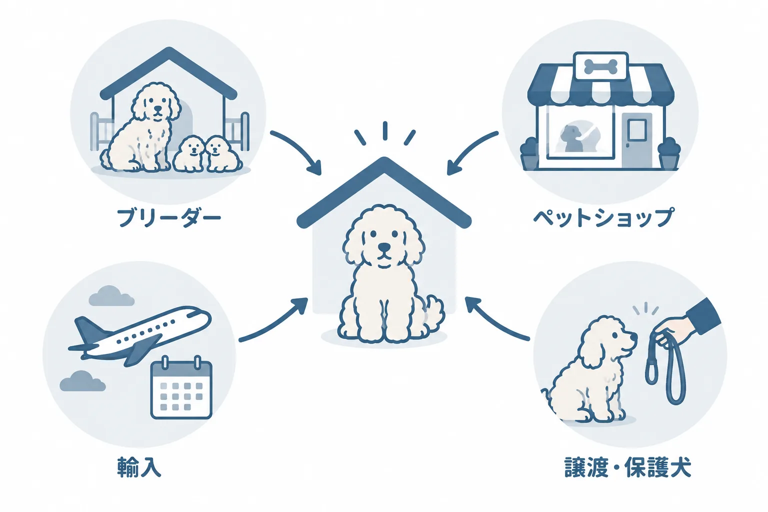 迎える4つの道（国内のブリーダー・ペットショップ・輸入・譲ります／保護犬）と、輸入は北米から生後約10か月以降になること
