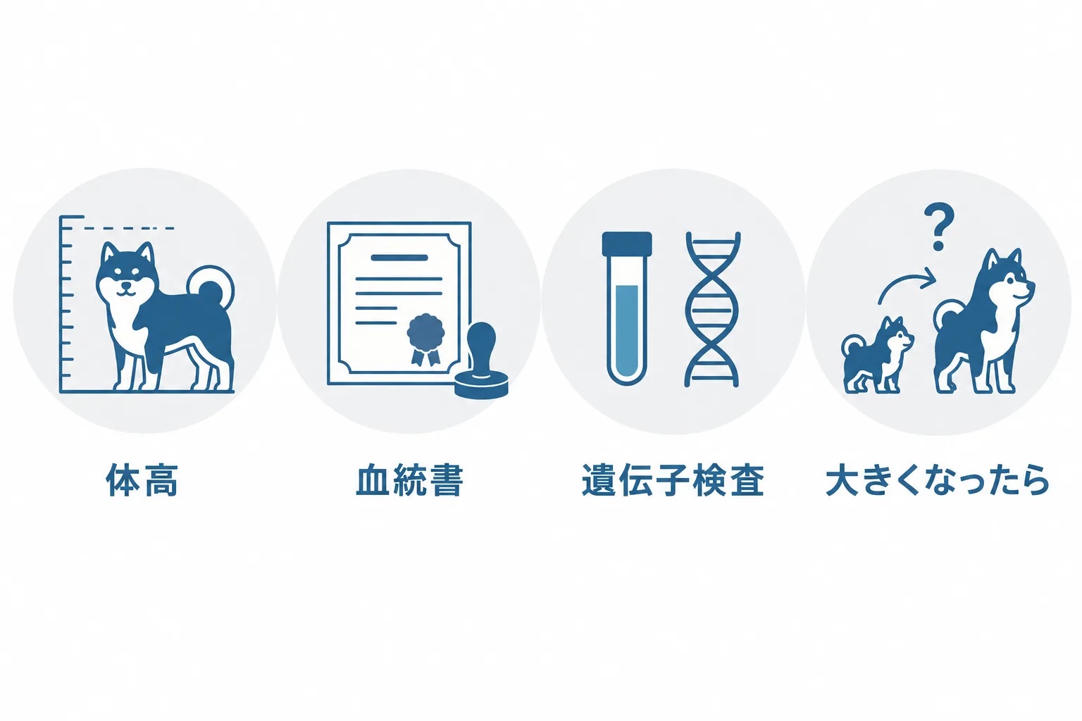 迎える前に確かめる4つ。親犬の体高を実測の数字で、血統証明書の団体と犬種名、両親のGM1遺伝子検査、大きくなったらどうするか