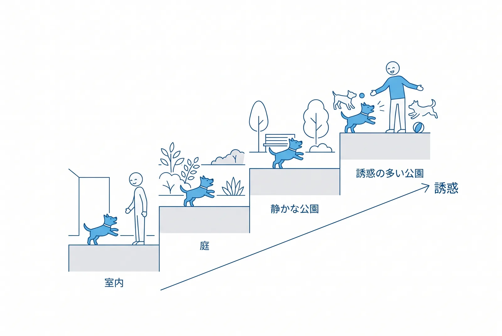 呼び戻しは誘惑を段階で上げる。室内、庭、静かな公園、犬のいる公園の順に、飼い主のもとへ走る練習を積む