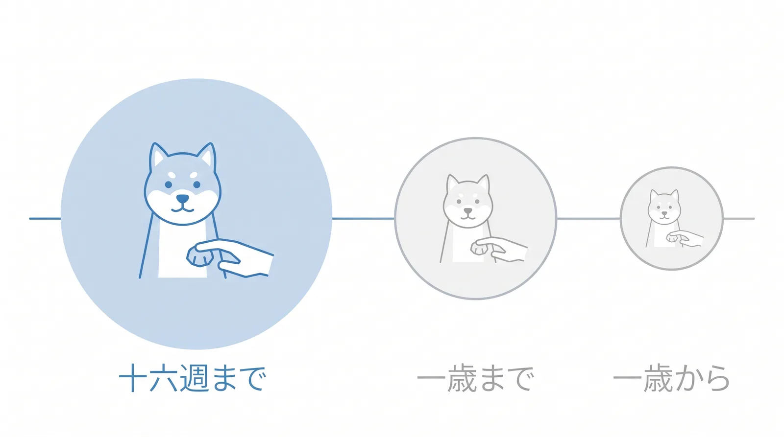 触られる練習は時期で効きが変わる。生後16週までがいちばん入る。4〜12か月はまだ十分間に合う。1歳を過ぎると時間がかかる