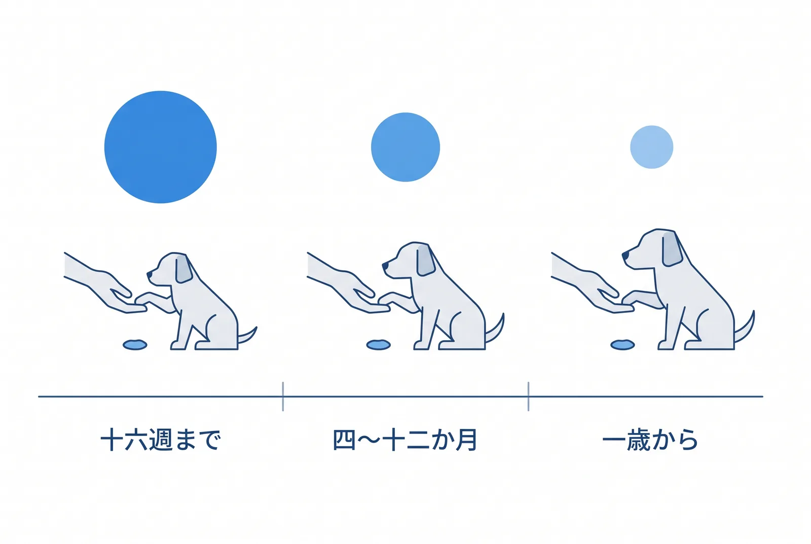 触られる練習は時期で効きが変わる。生後十六週までがいちばん入り、四〜十二か月でも間に合い、一歳からは時間がかかる