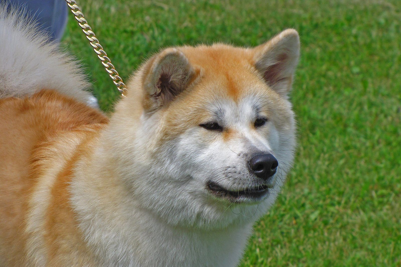 芝生の上で横を向く秋田犬
