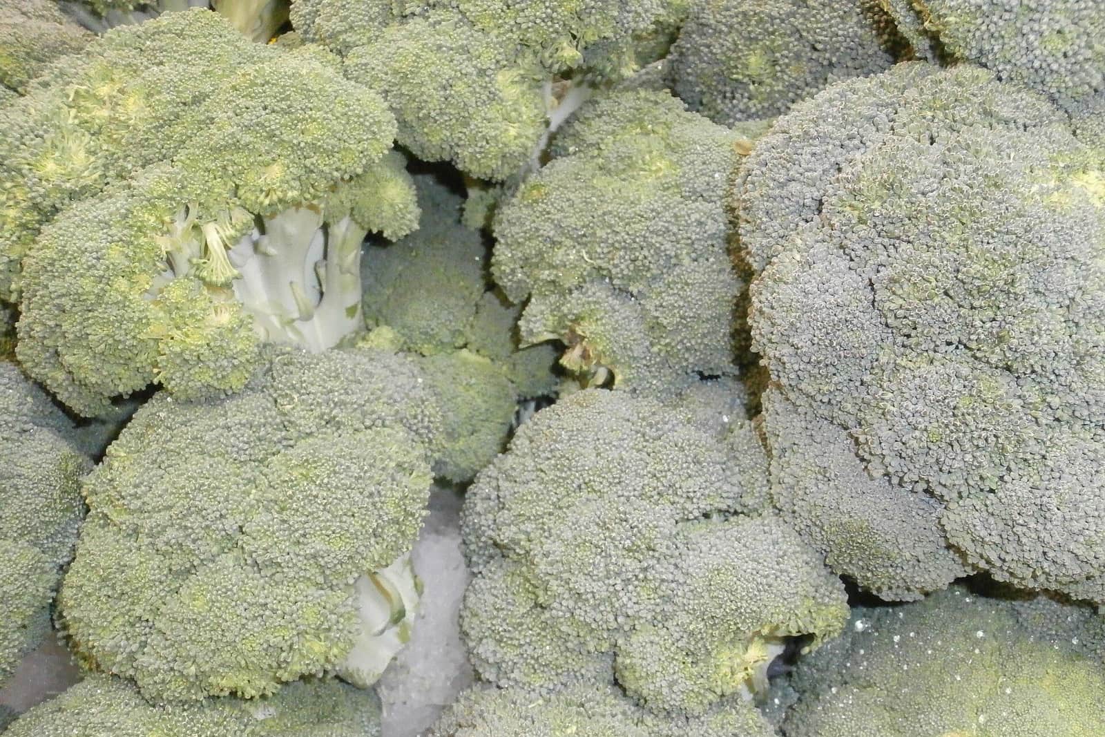小房に切り分けられ、氷の上に並べられたブロッコリー