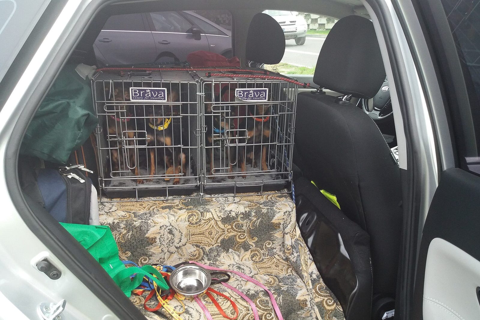 車内のクレートに入った犬