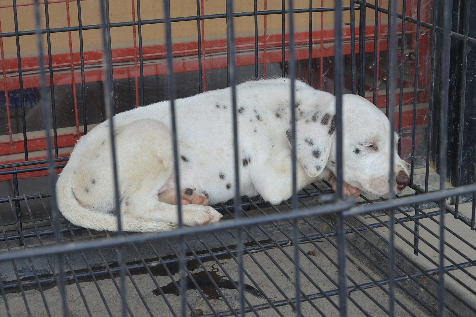 ケージの中でくつろぐ犬