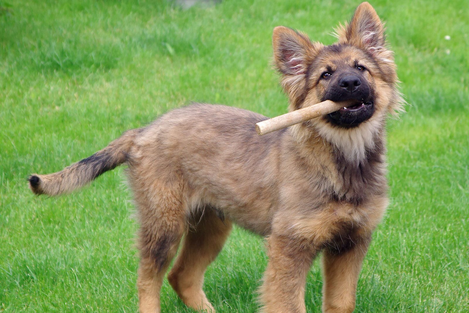 草地で木の枝をくわえるジャーマンシェパードの子犬
