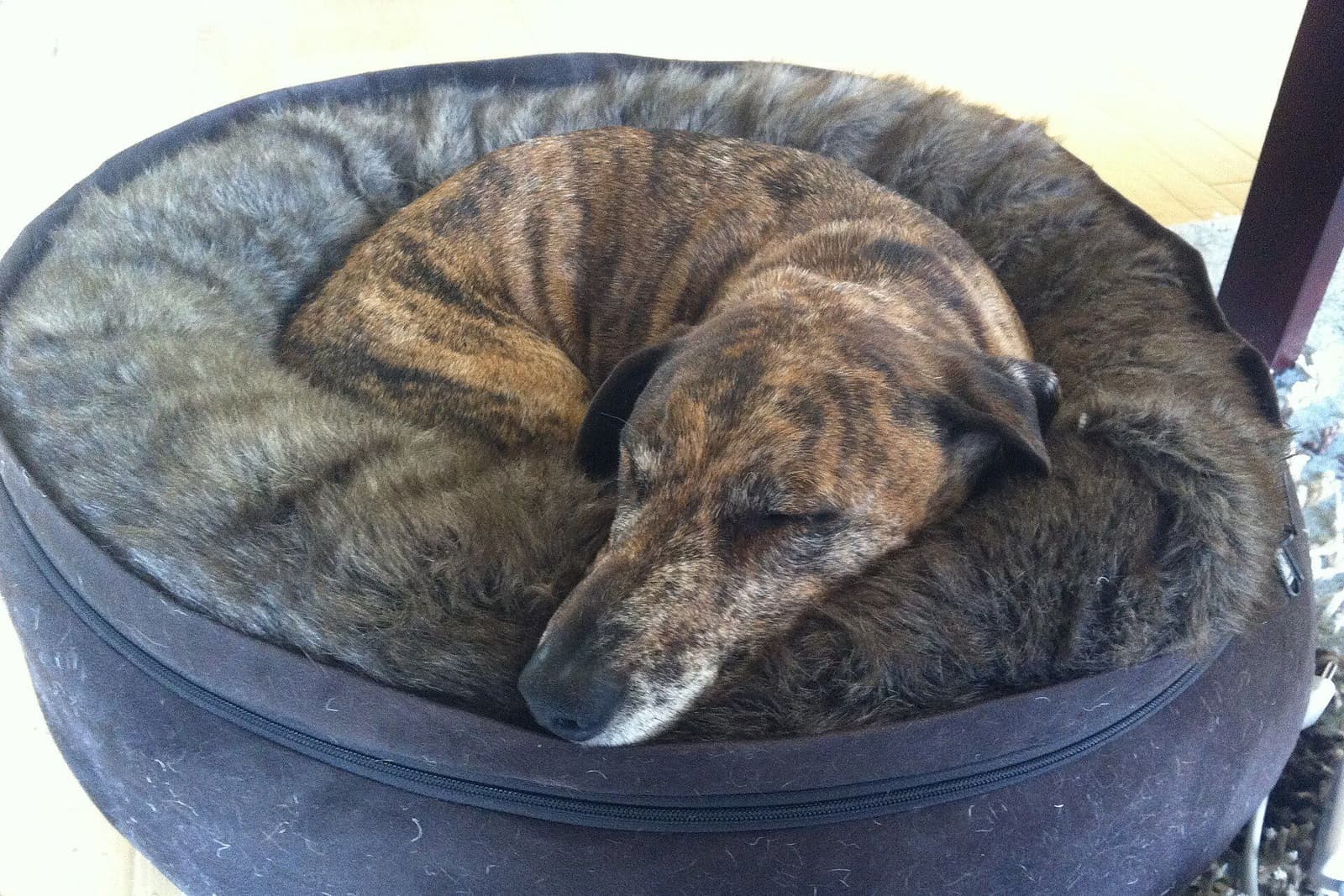 丸いふちのある犬用ベッドで、丸まって眠るブリンドルの犬