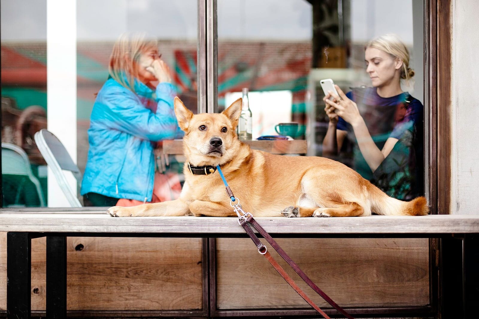 カフェの窓の外で、店内の人たちを見つめて待つ犬