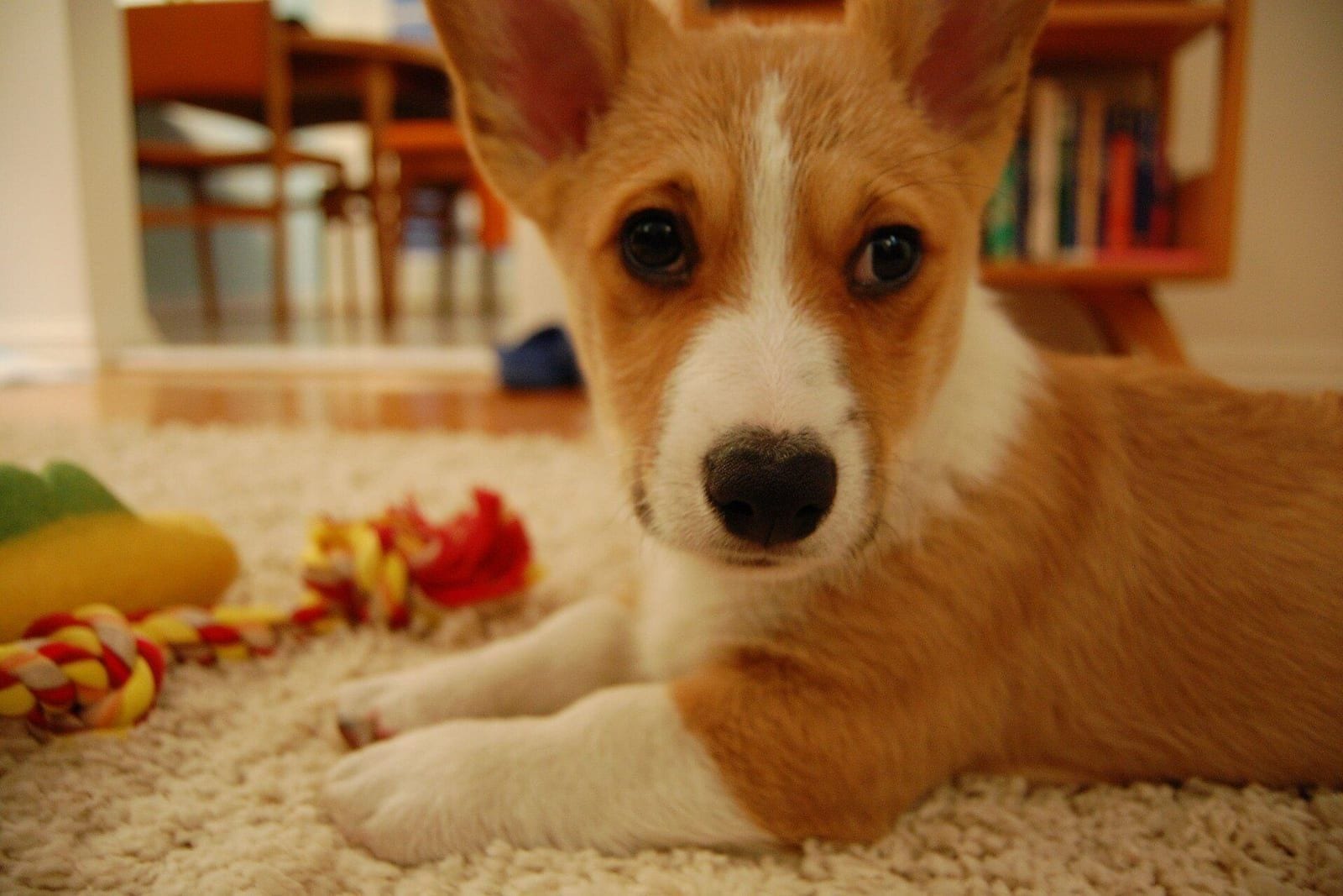 リビングのラグの上で、おもちゃに囲まれて伏せるコーギーの子犬