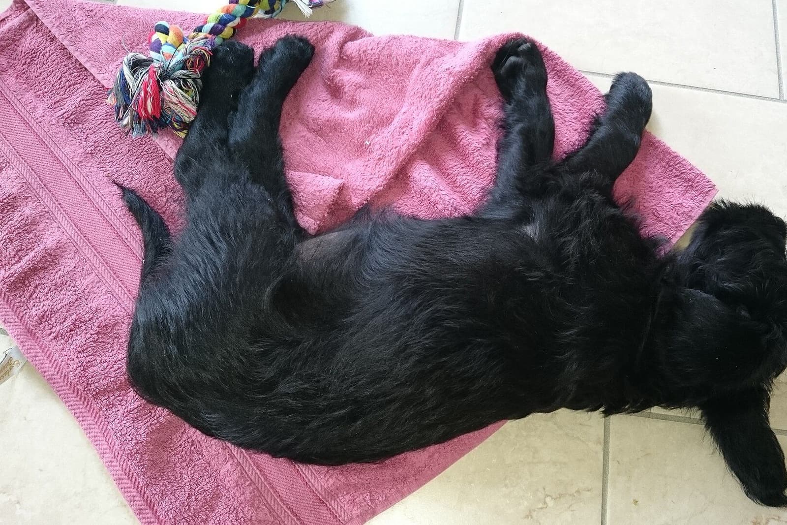 ピンクのタオルの上で、黒い巻き毛のラブラドゥードルの子犬が横向きに寝そべって眠っている。足元にロープのおもちゃ