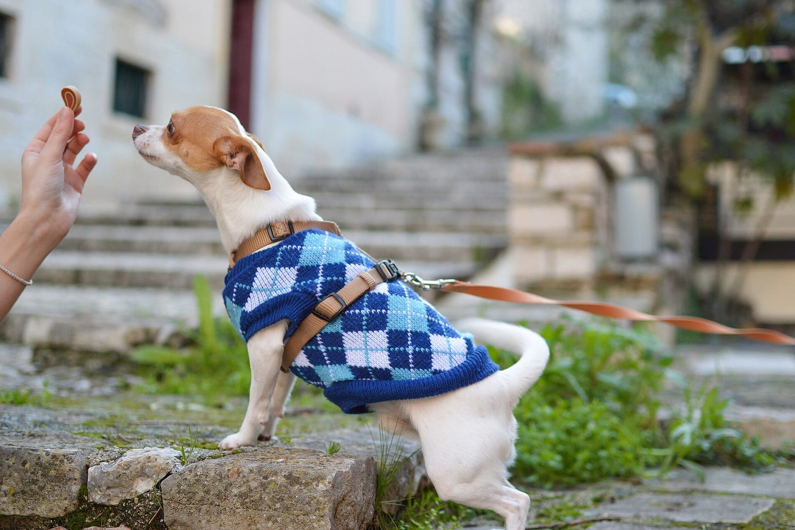 飼い主の手からおやつをもらう犬