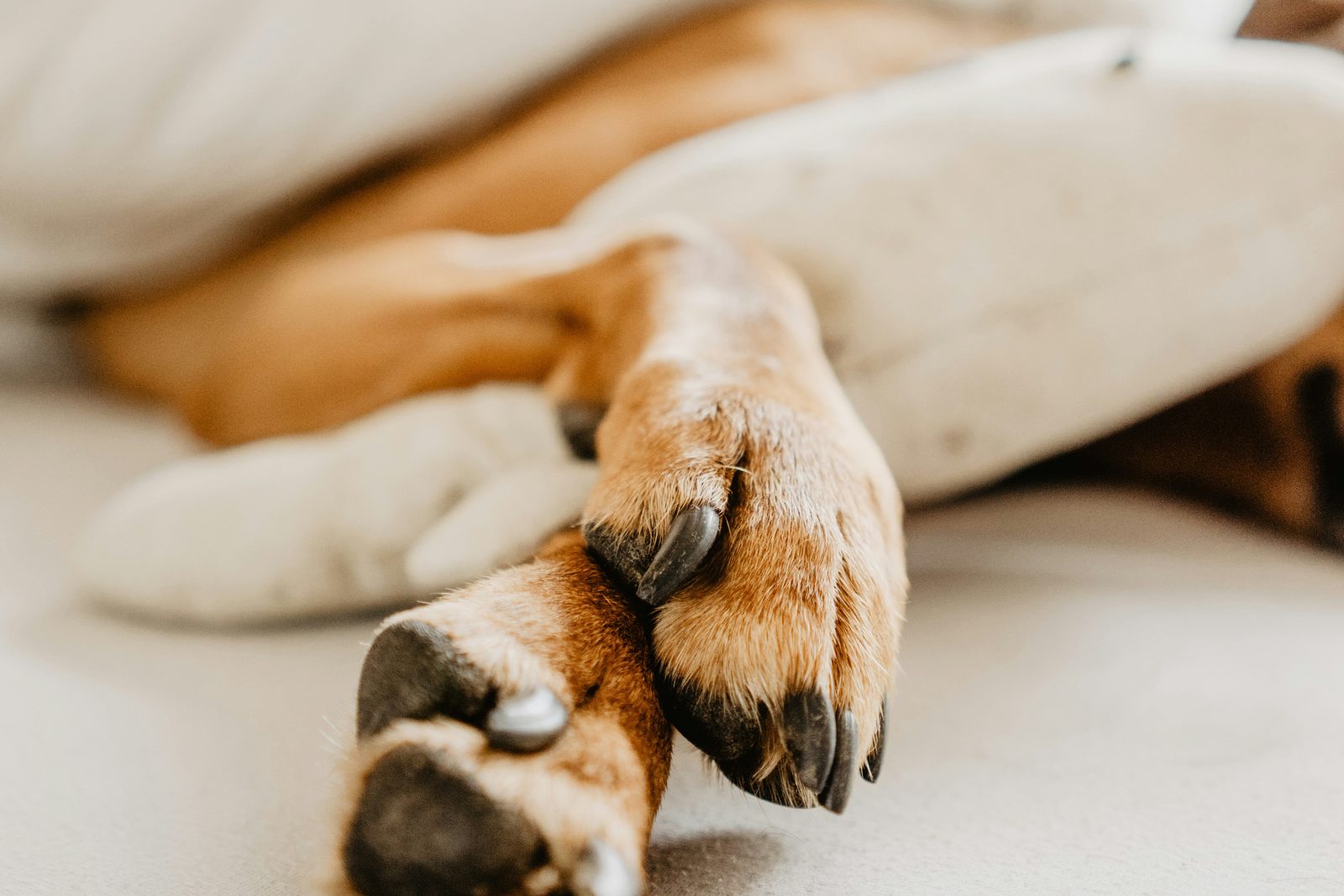 ベッドの上で足を伸ばして休む犬の足先と爪