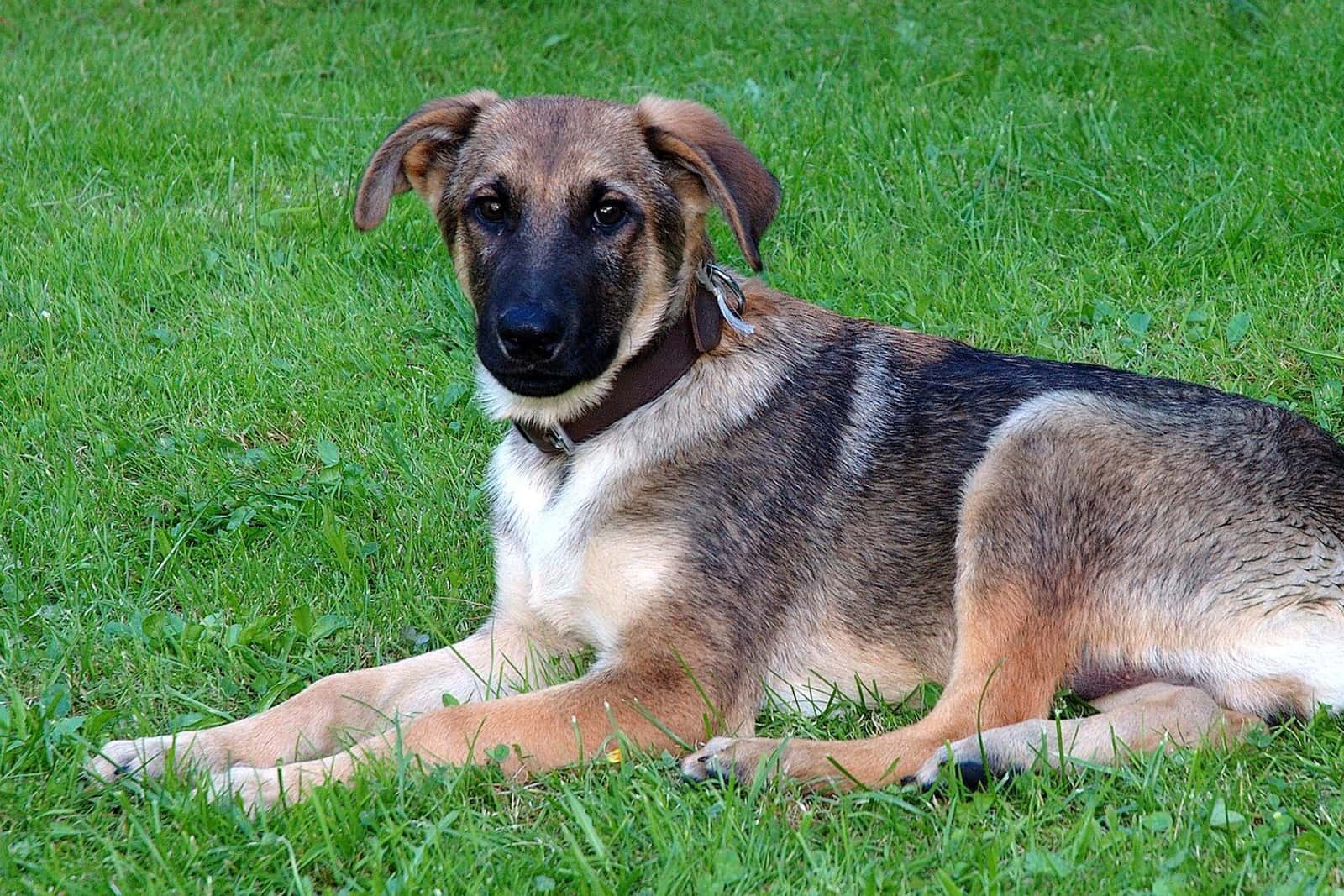 芝生に座るジャーマンシェパードの若い犬