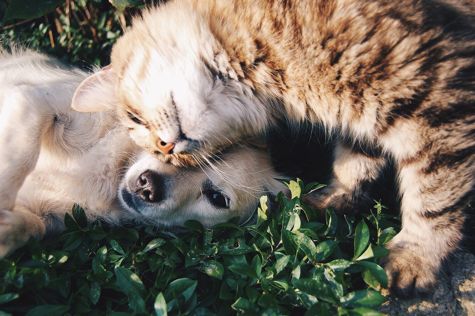 草の上で猫と並んで寝転ぶ犬