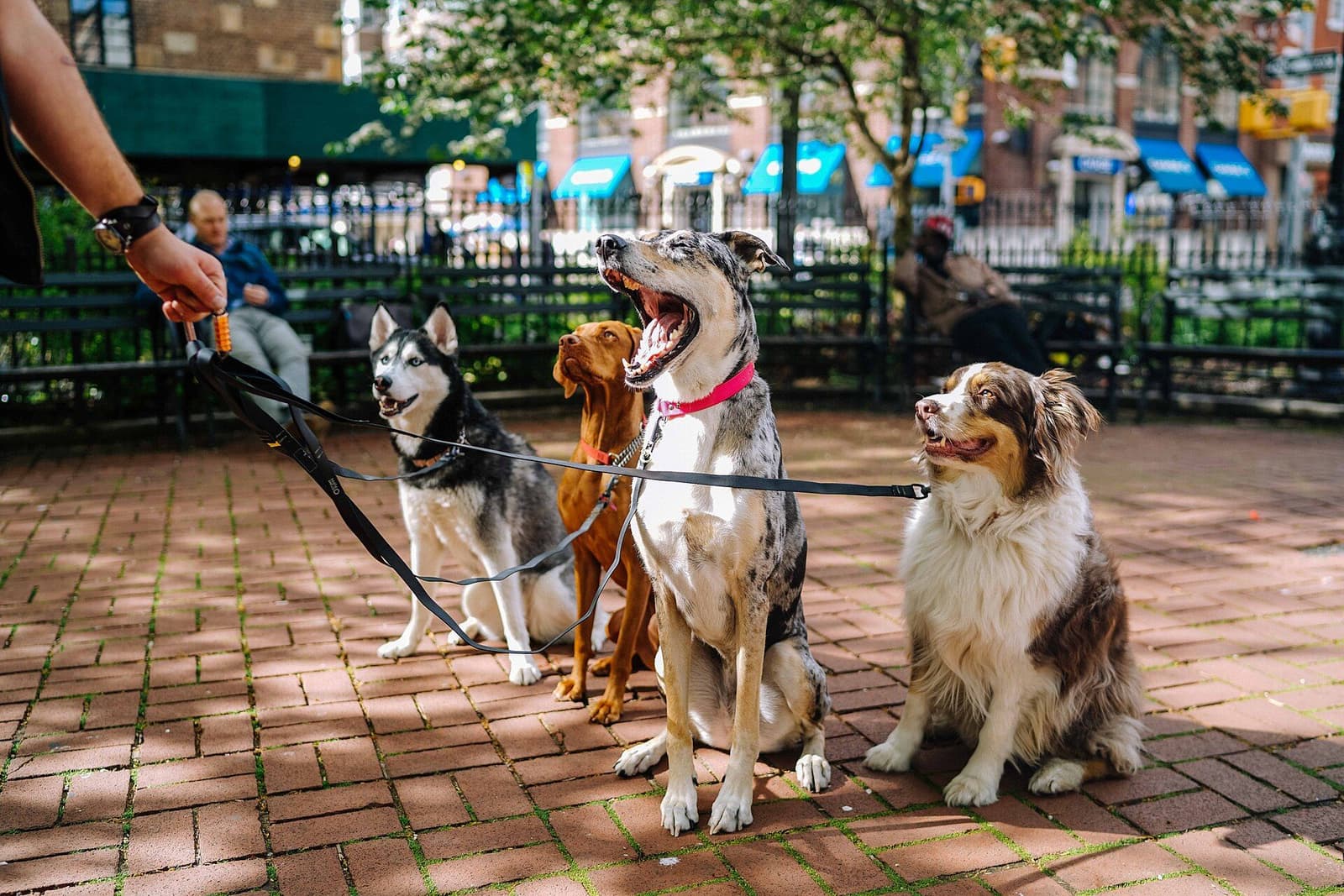 何頭もの犬を連れて歩く人