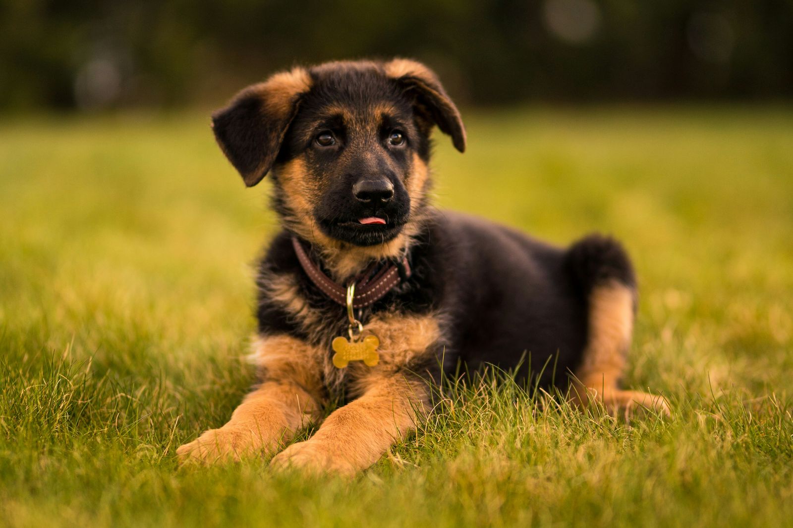 芝生に伏せて座り、こちらを見上げる子犬