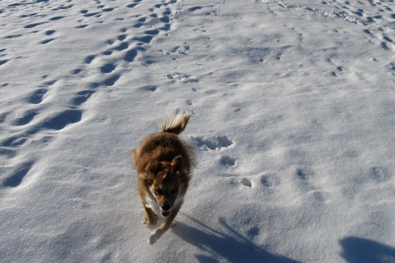 雪の上をこちらへ走ってくる長毛の犬