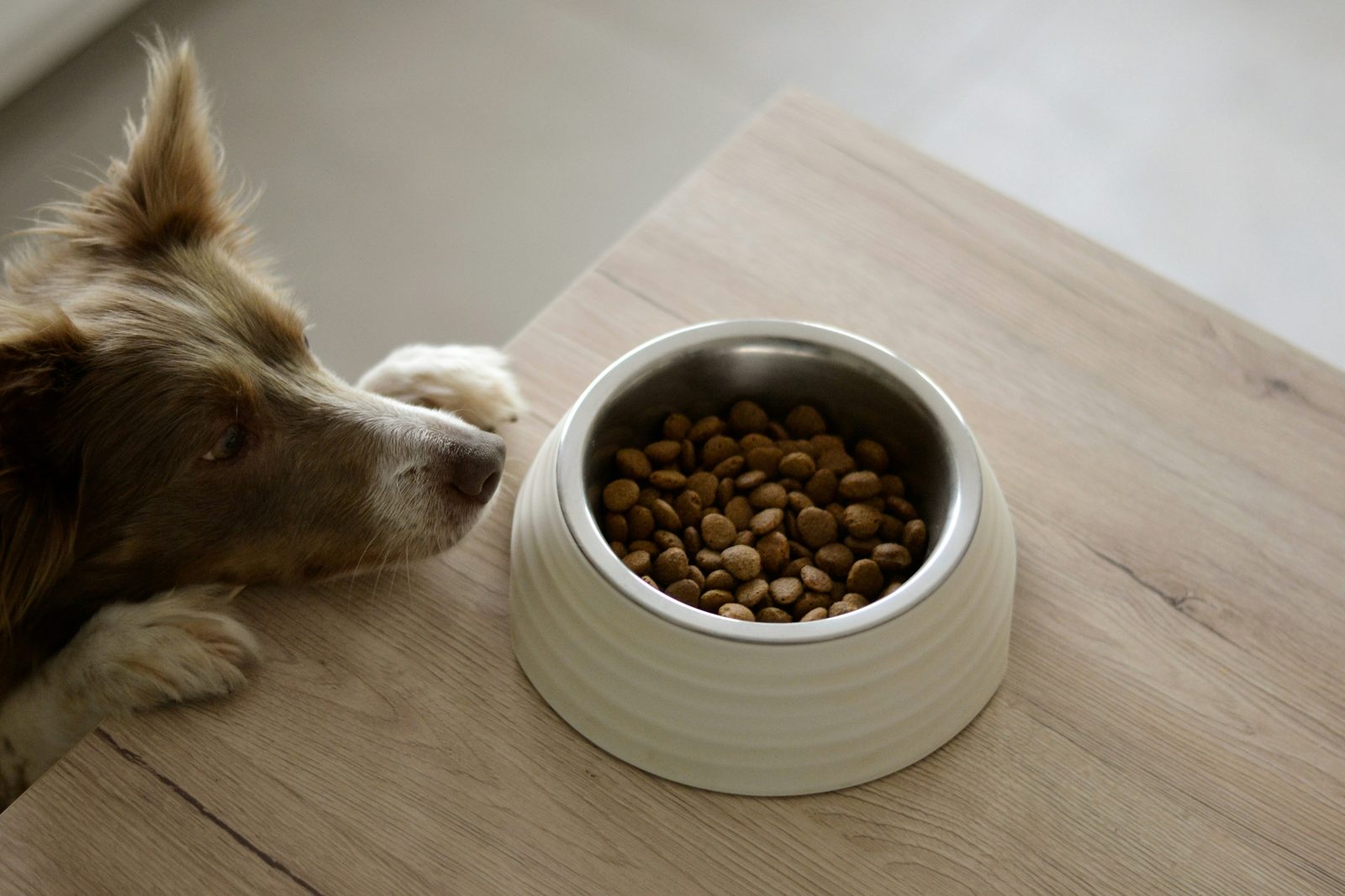 器から落ち着いてフードを食べる犬