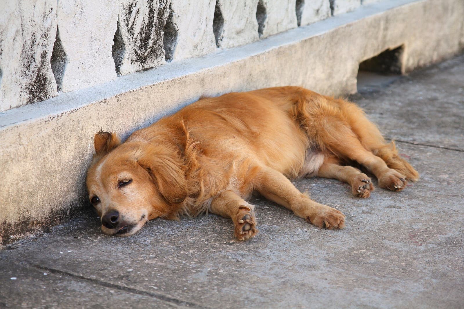 壁ぎわで眠る、顔の白くなった老犬