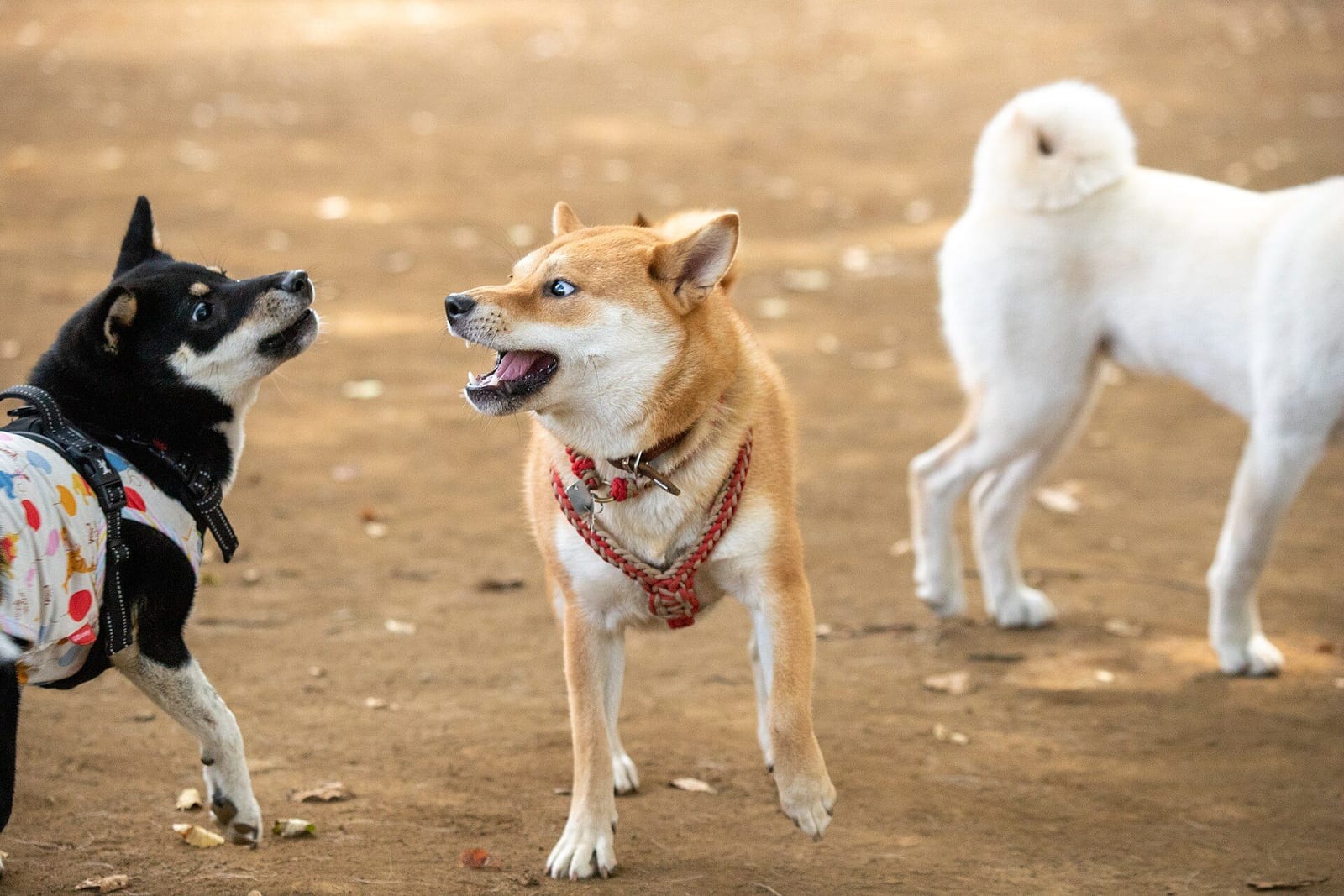 ドッグランで口を開けて、ほかの犬に向き合う赤毛の柴犬