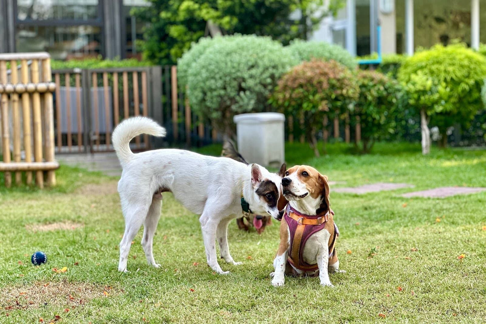庭の芝生で、白い犬がビーグルのにおいを嗅いでいる