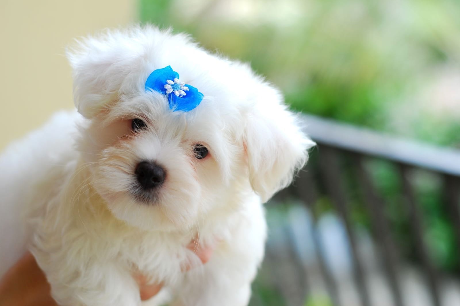 目の下がうっすら赤茶色に染まった、白いマルチーズの子犬の顔